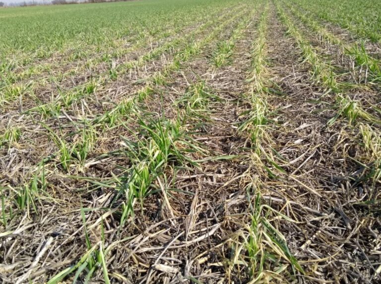 El golpe de la sequía y las heladas a la economía: las pérdidas ya superaron los USD 2.500 millones