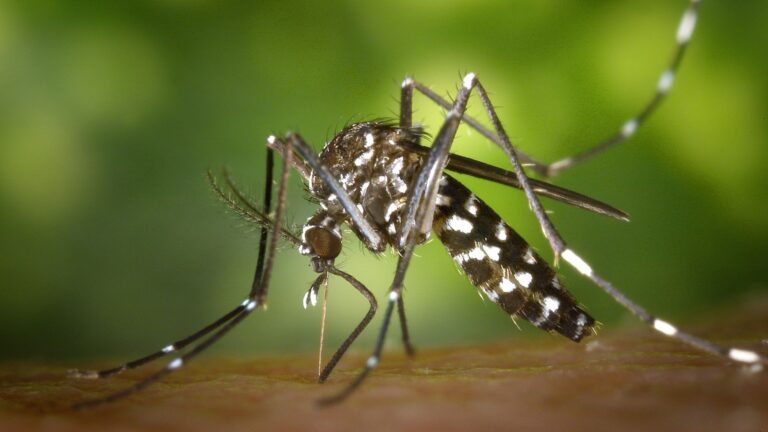 Dengue: se reportaron nuevos casos y crece la preocupación