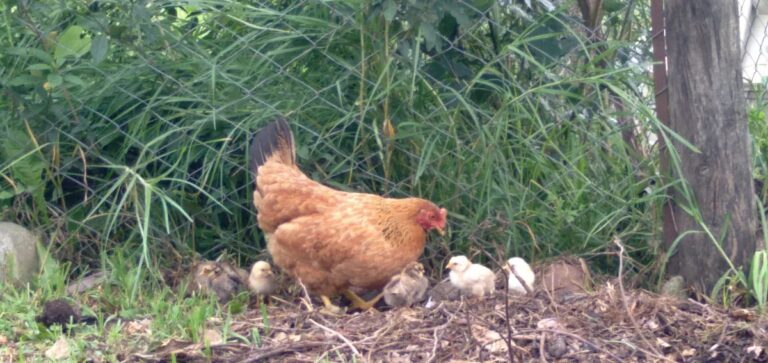 No se registran complicaciones en humanos por el caso de gripe aviar confirmado en Jujuy