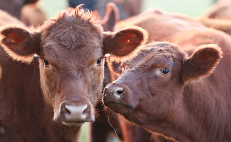 ¿Adiós al país de las vacas y la carne?: en 9 de las 10 principales provincias ganaderas hay menos animales que hace 15 años