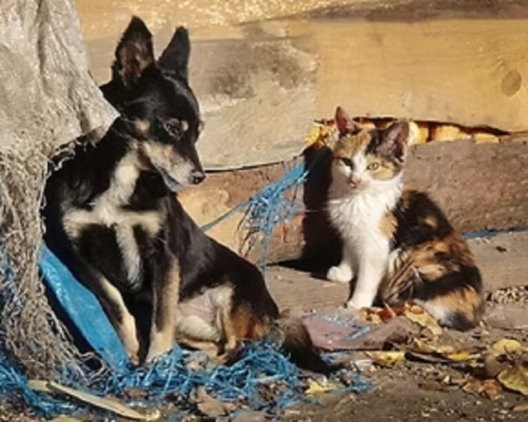 NATALIA NEME PROPONE CREAR EL PRIMER HOSPITAL VETERINARIO PÚBLICO MUNICIPAL Y FORTALECER LAS POLÍTICAS DE BIENESTAR ANIMAL