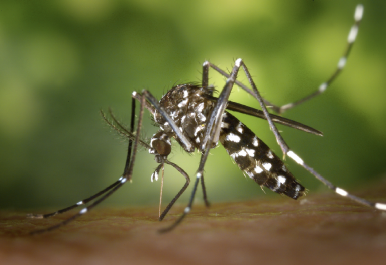 Alerta sanitaria: aumentan los casos de chikungunya en Argentina y ya se confirmaron 51 nuevos contagios