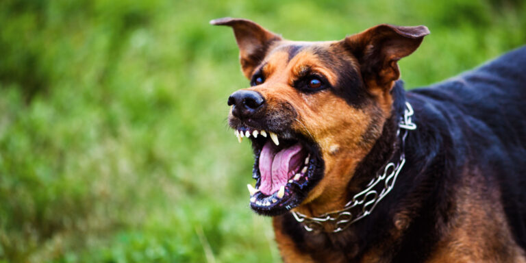 UNA BEBA DE UN AÑO Y SIETE MESES FUE ATACADA POR UN PERRO EN EL BARRIO LIBERTAD